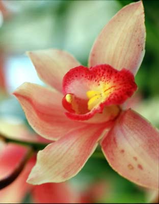 colombia-flor-orquidea-cattleya-trianae.jpg