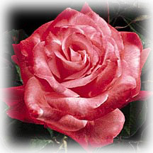 santalucia-flor-la-rosa.jpg